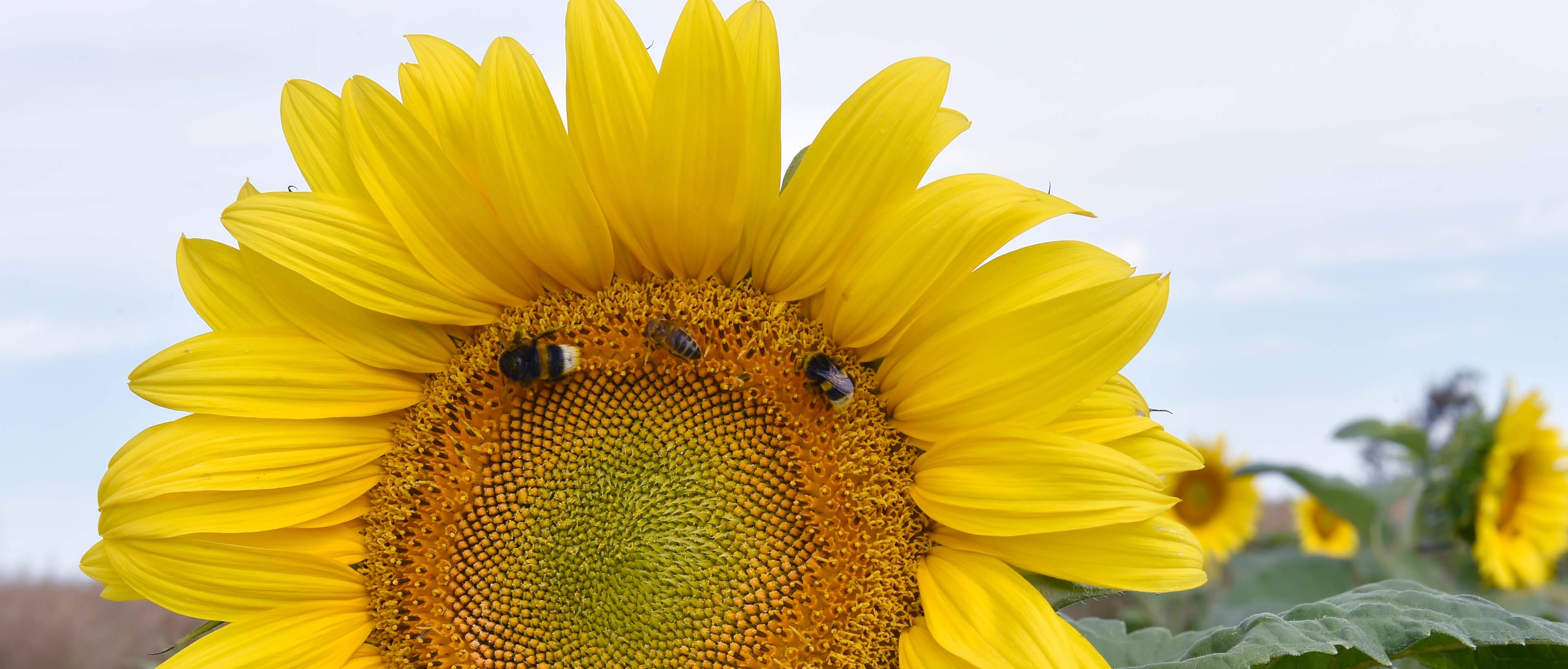 Un plan régional pour préserver les pollinisateurs 