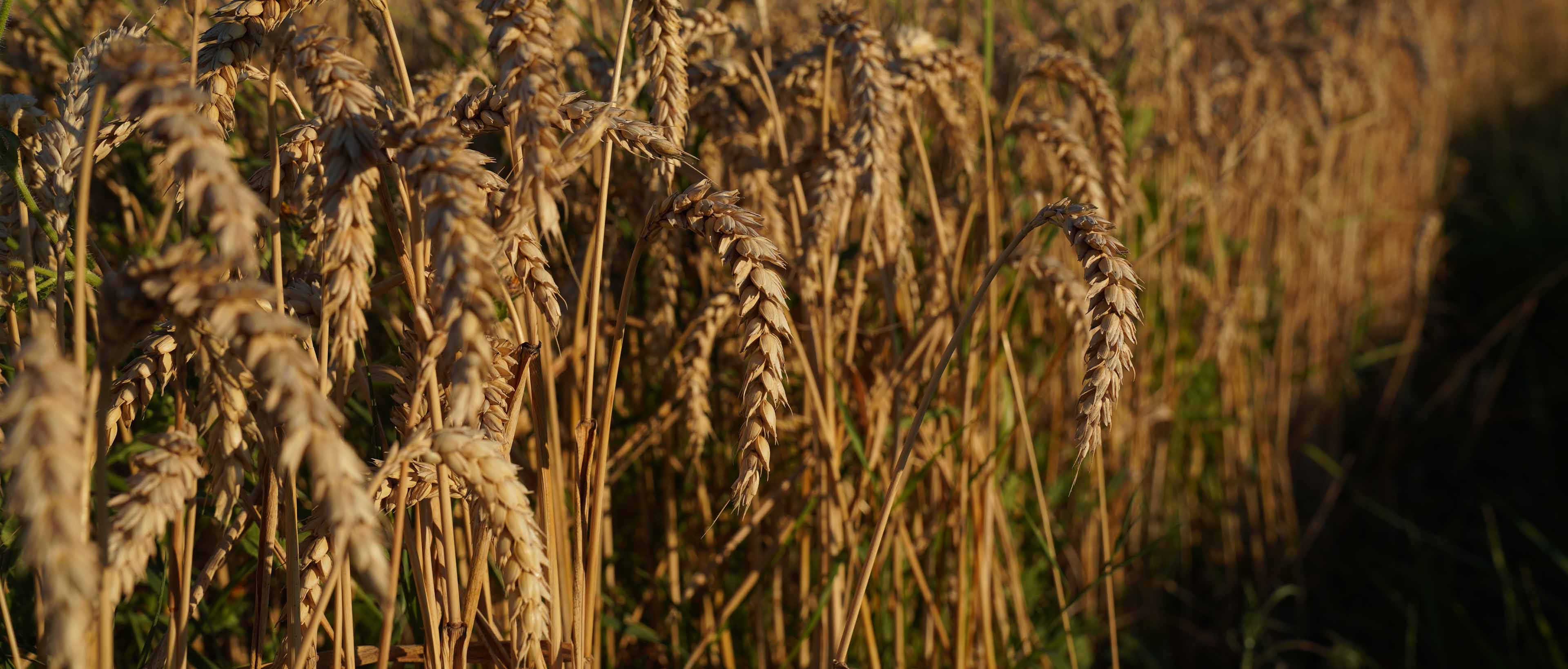 paysage agricole 