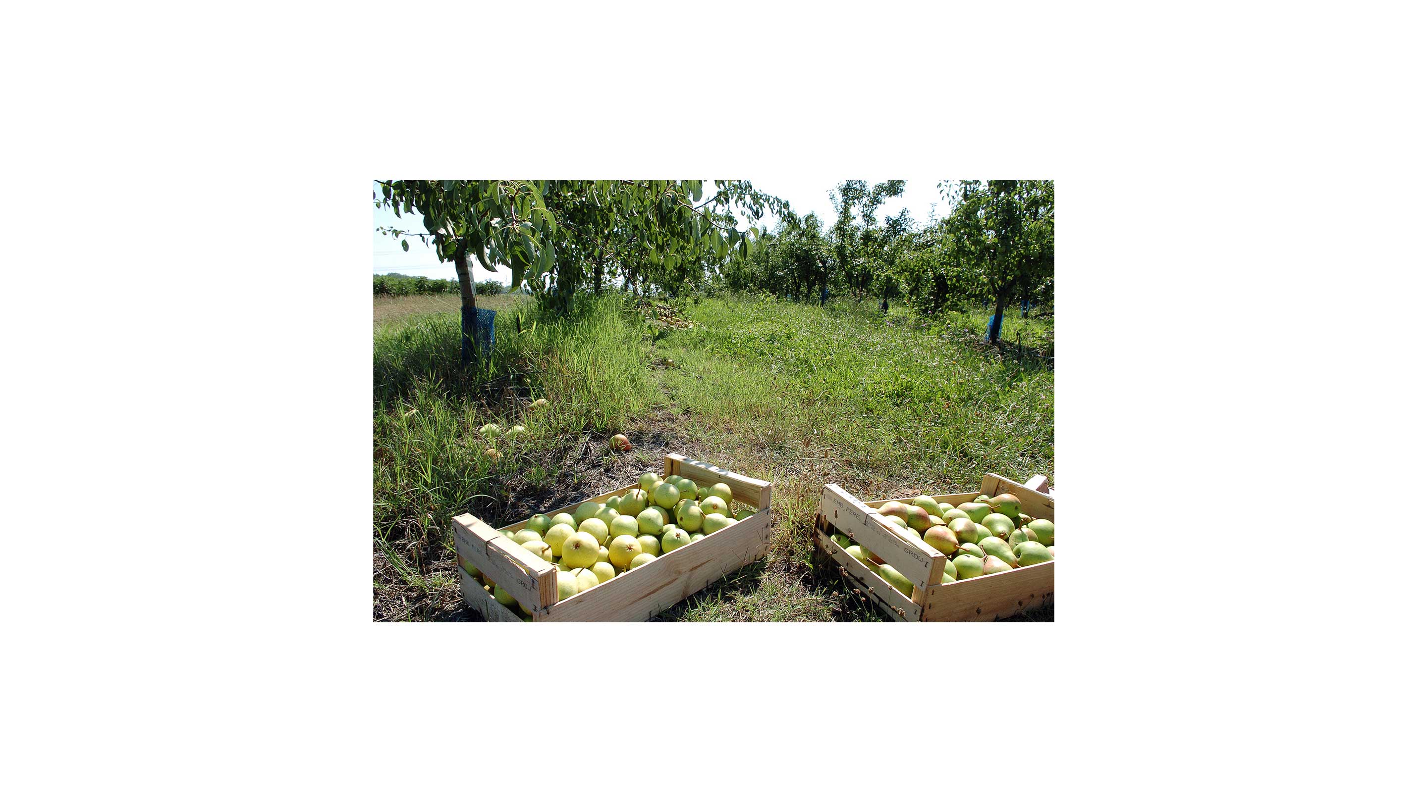 Le développement de l’agriculture biologique