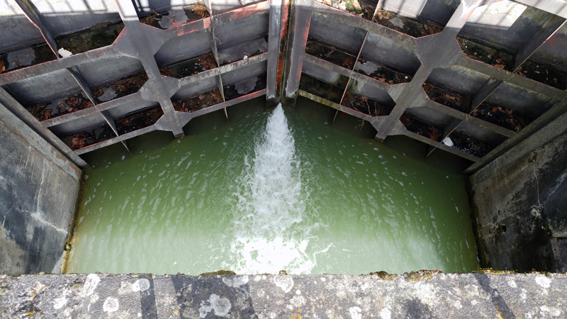 Pincée d’eau verte