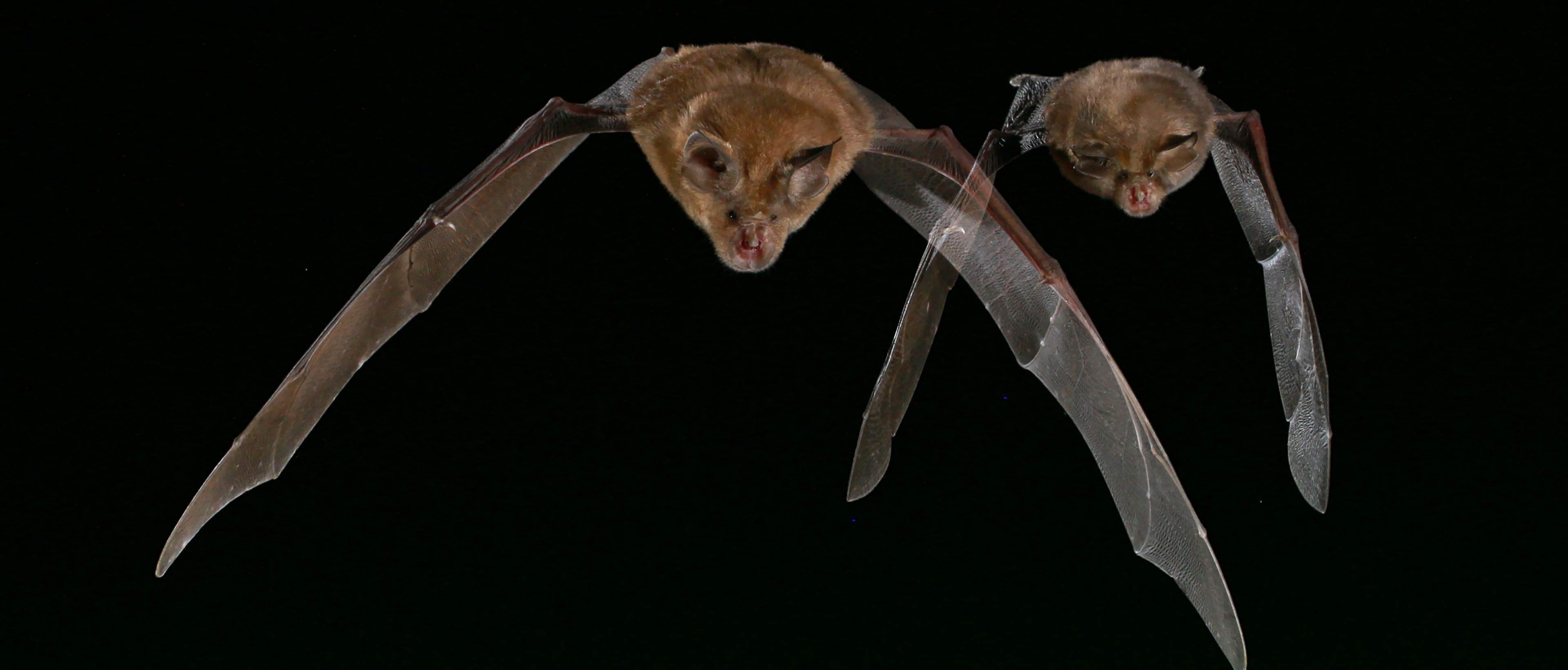 Photo de chauves souris