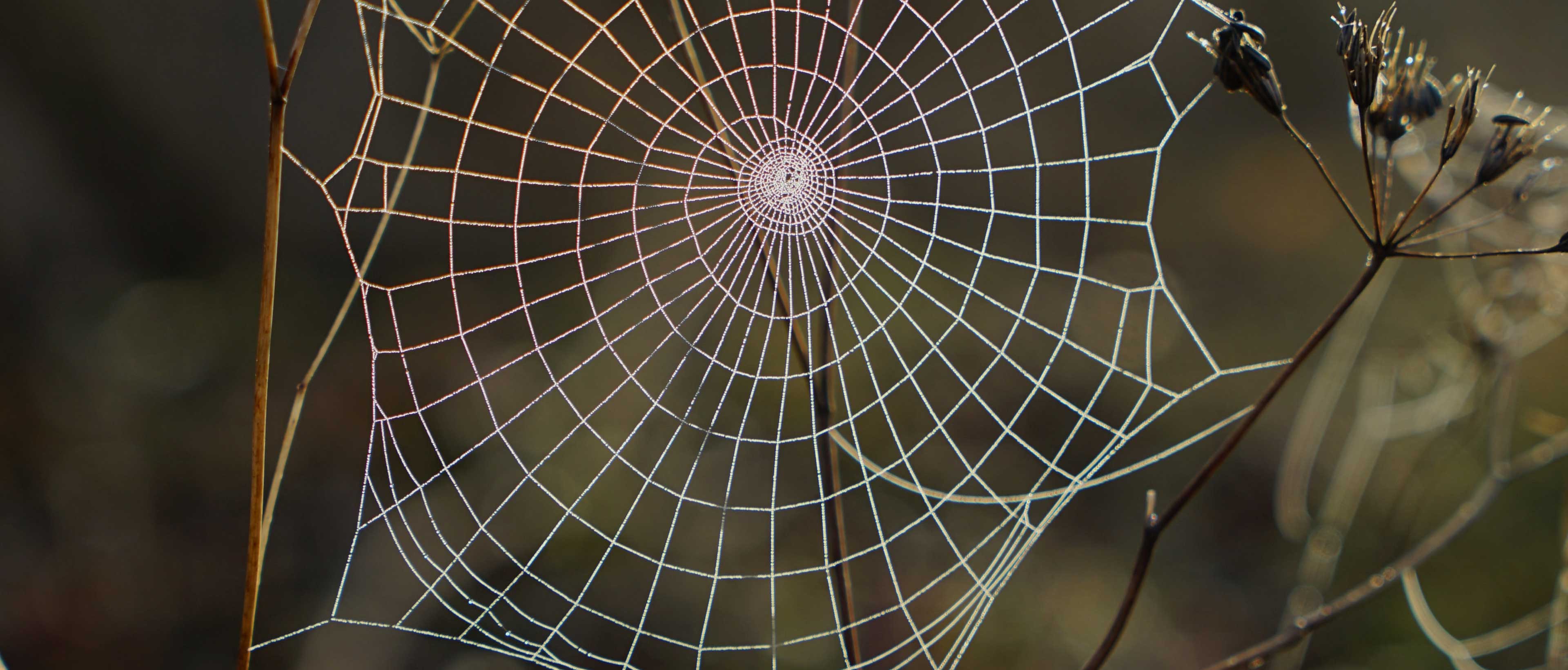 Qualité web