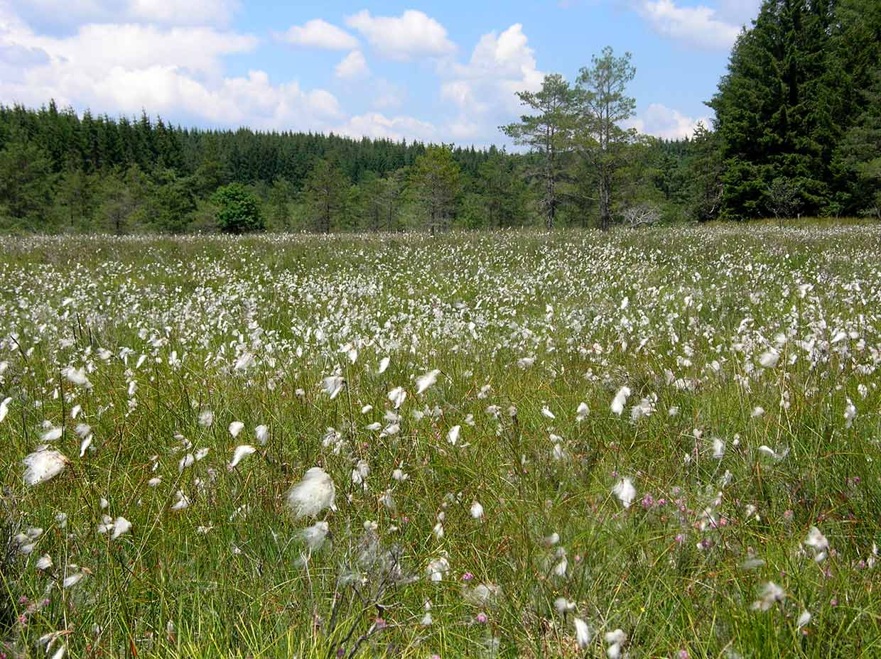 Photo de la tourbière de la Ferrière