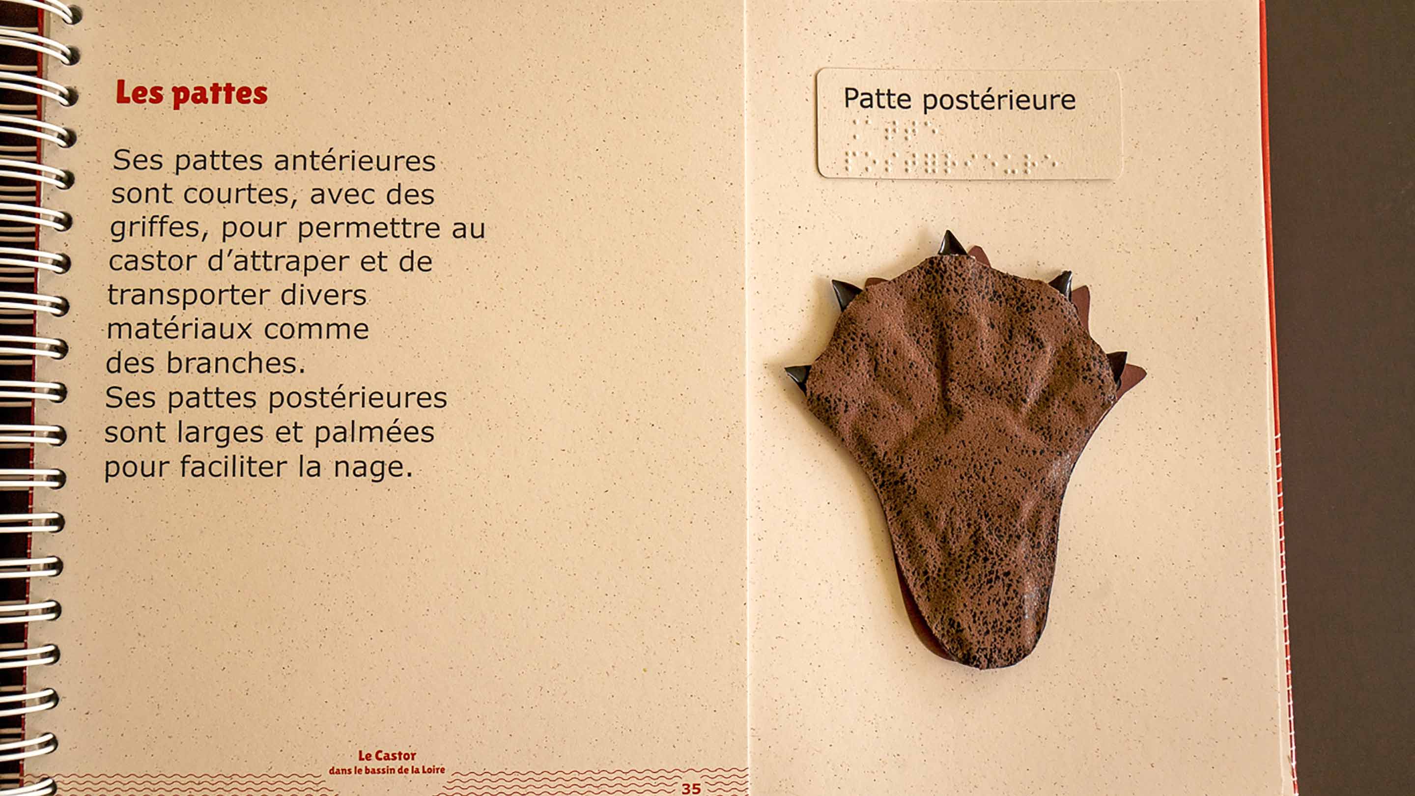 Un livre sur le castor - Mes mains en or