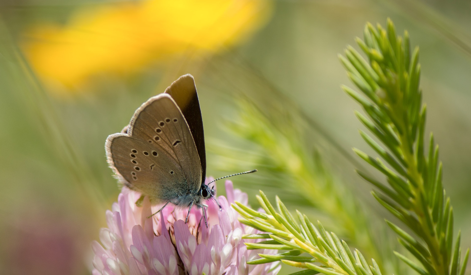 Papillon sur une fleur
