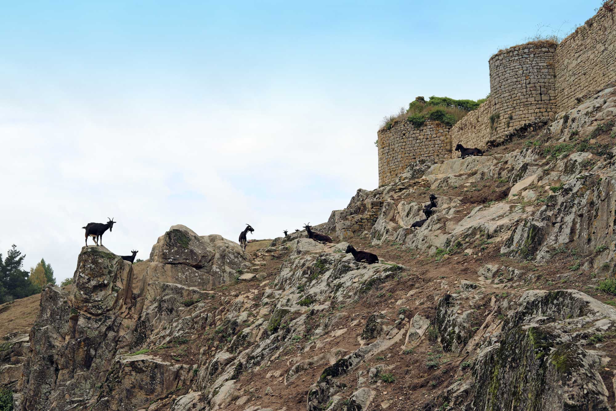 Des chèvres paissent autour du château
