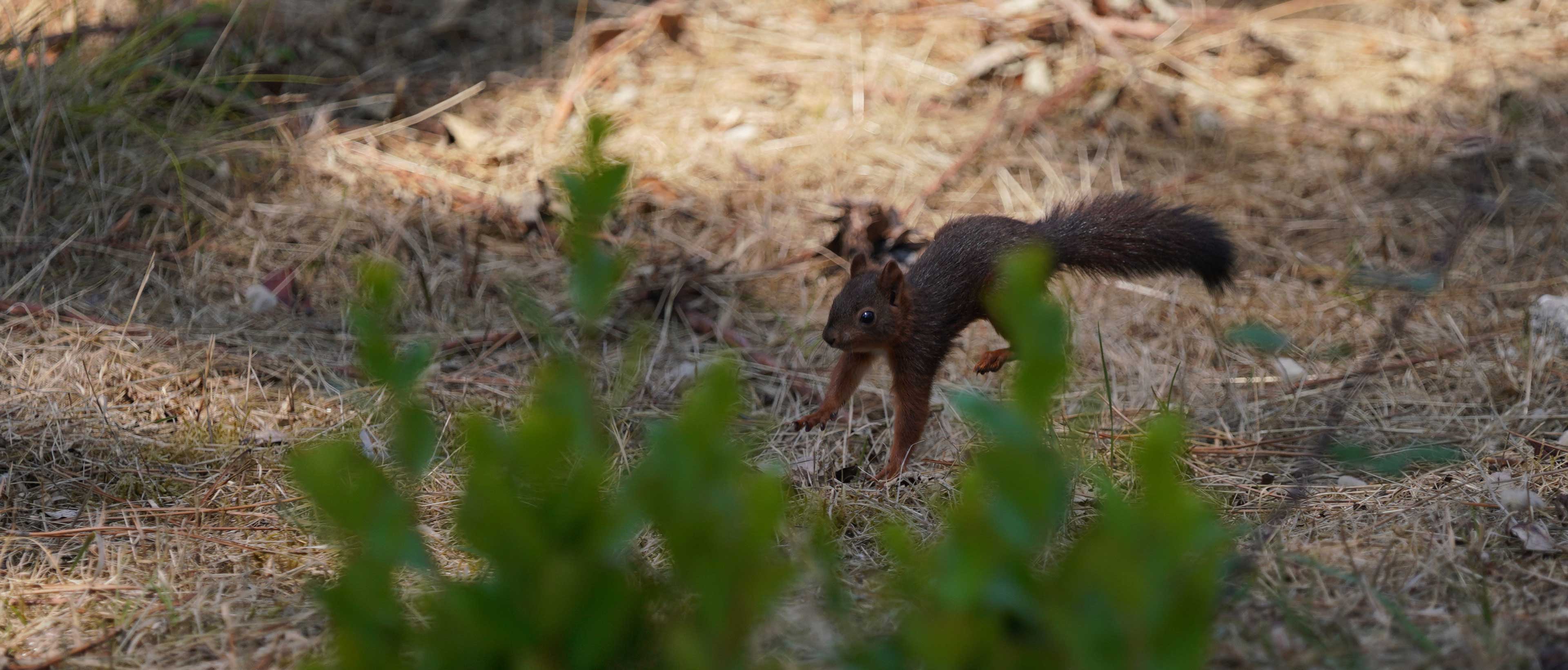 Biodiversite Nouvelle-Aquitaine