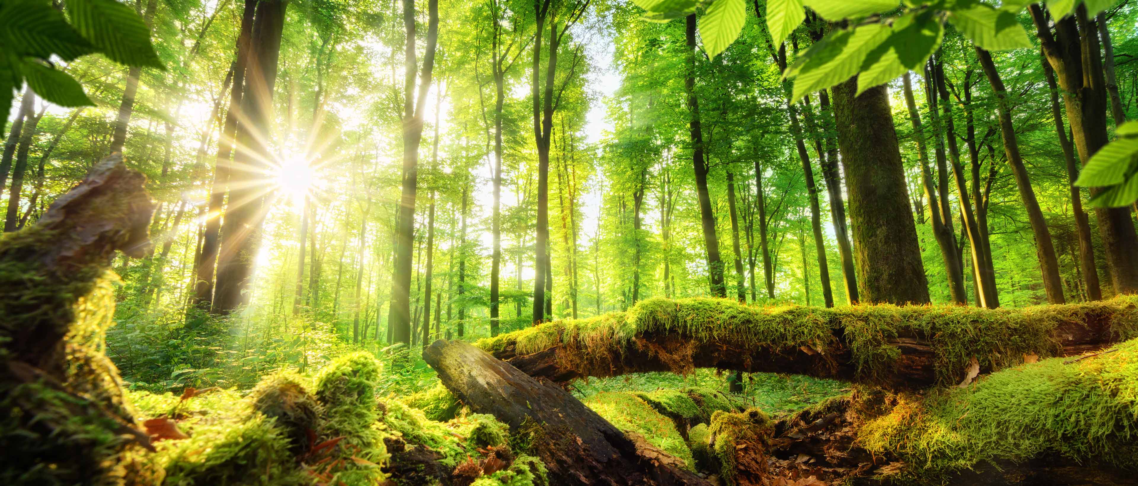 Ecosysteme Changement climatique