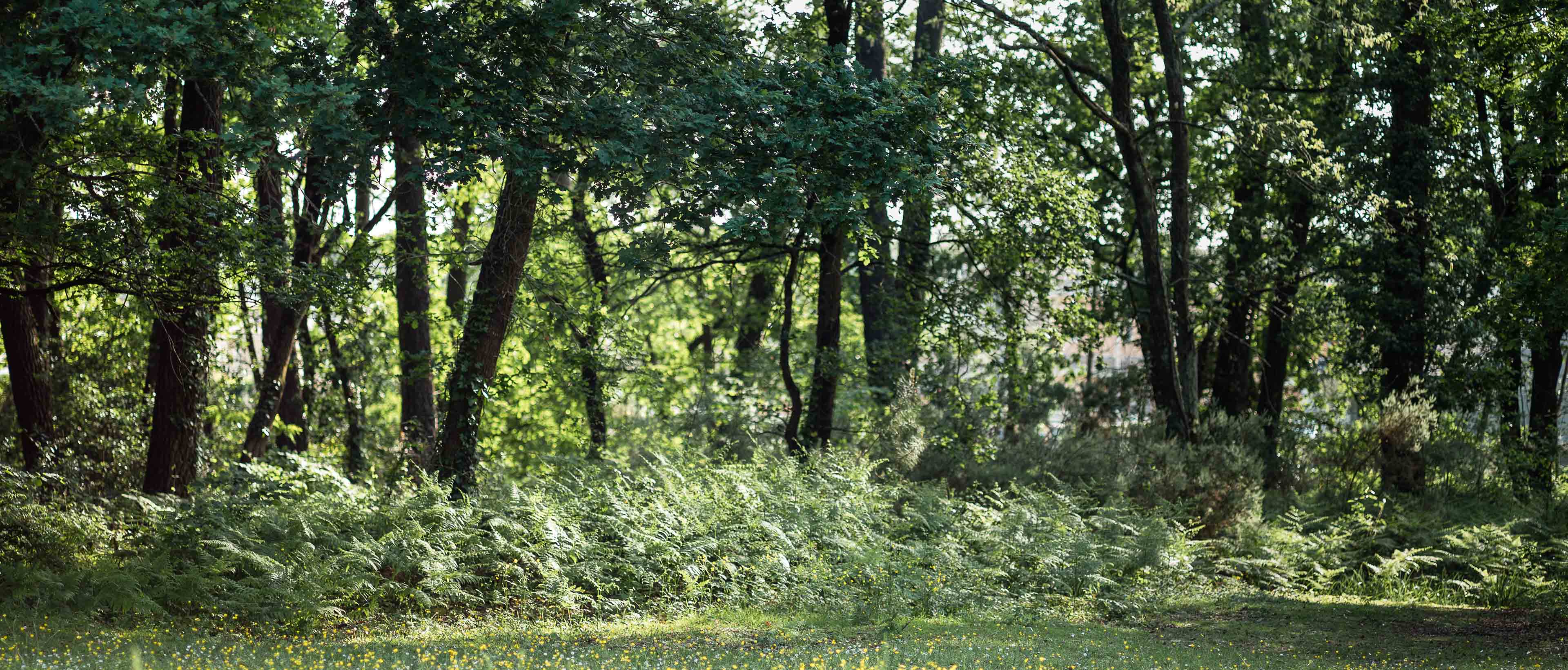 Foret