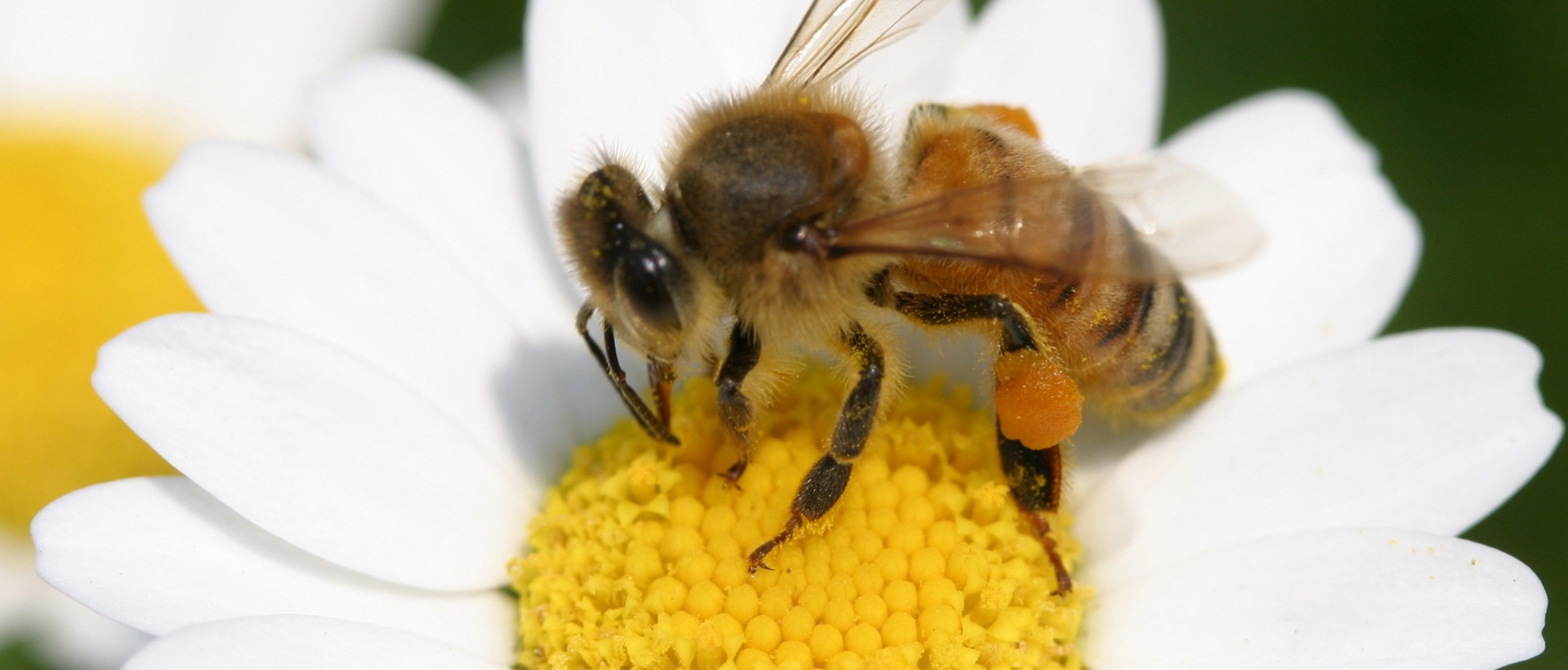 Abeille sur une fleur blanche
