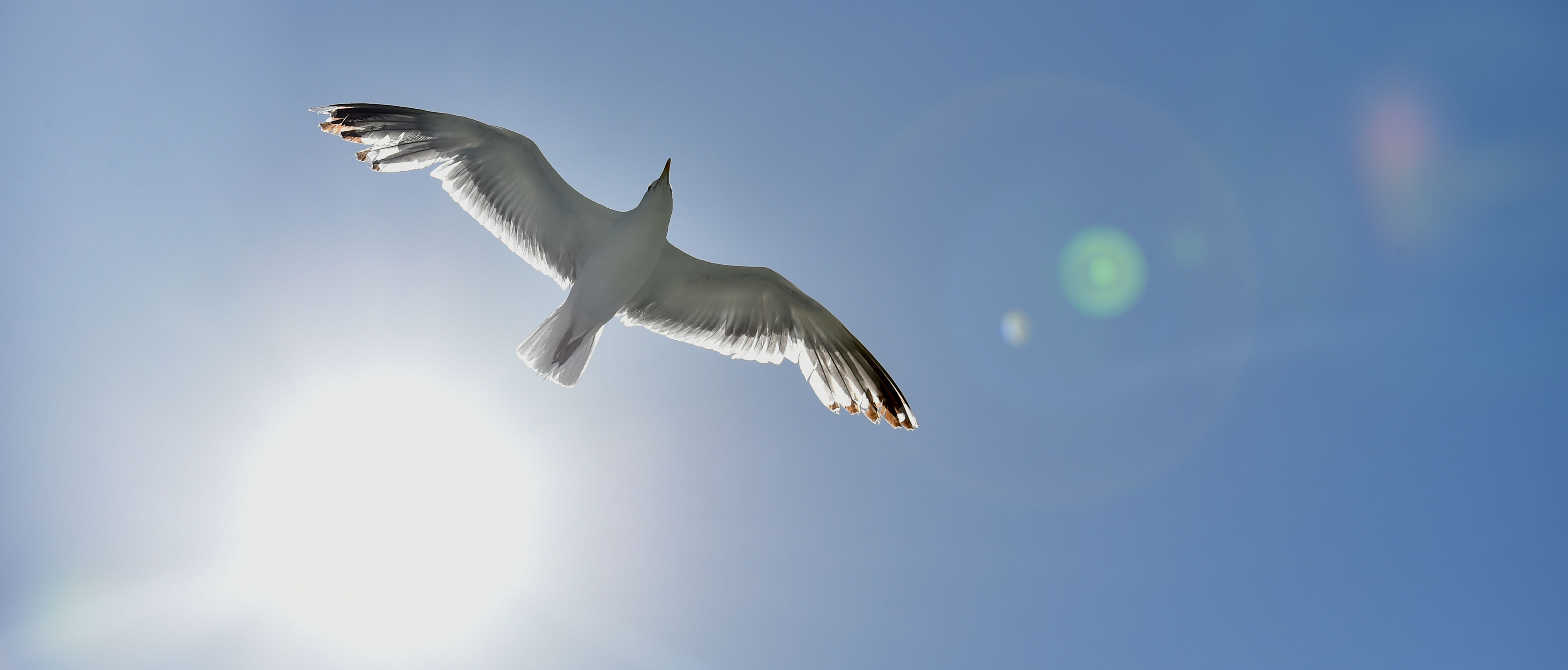 Photo d'une mouette