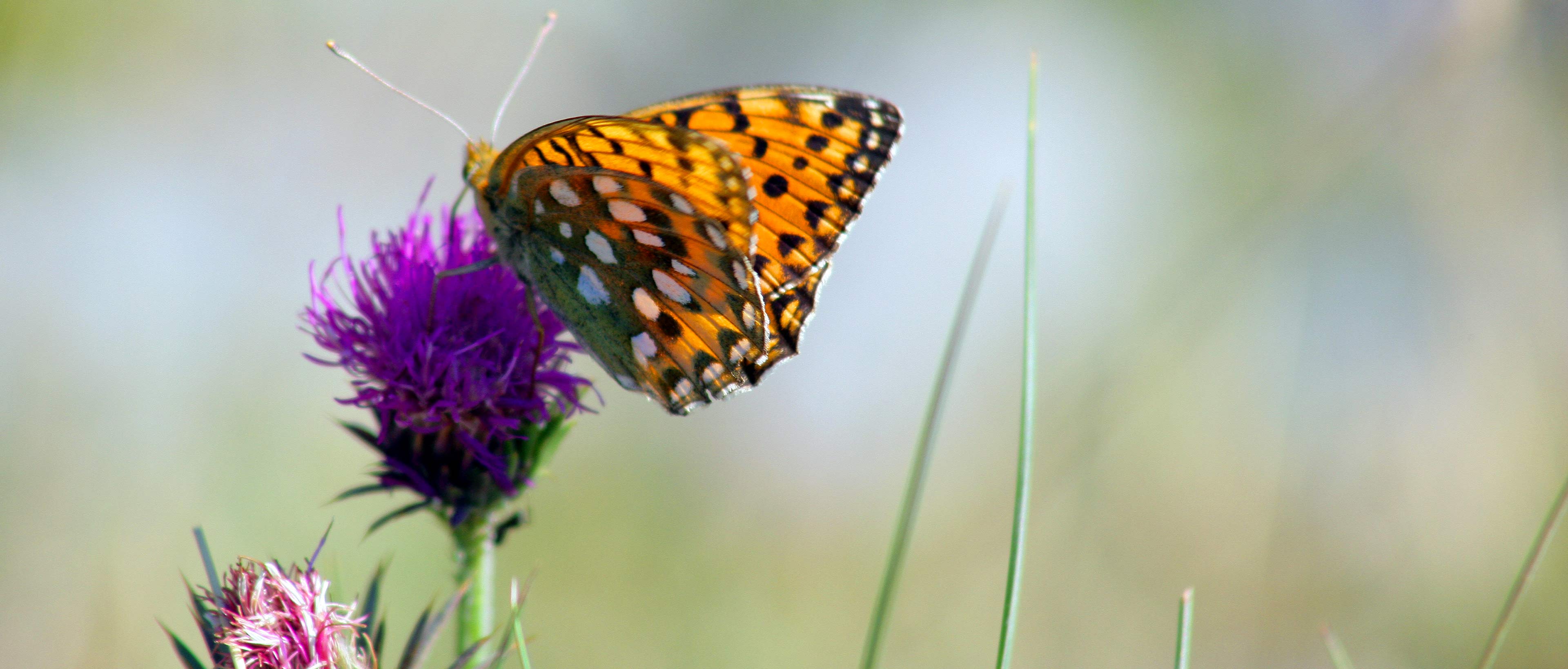 Photo de papillon qui butine
