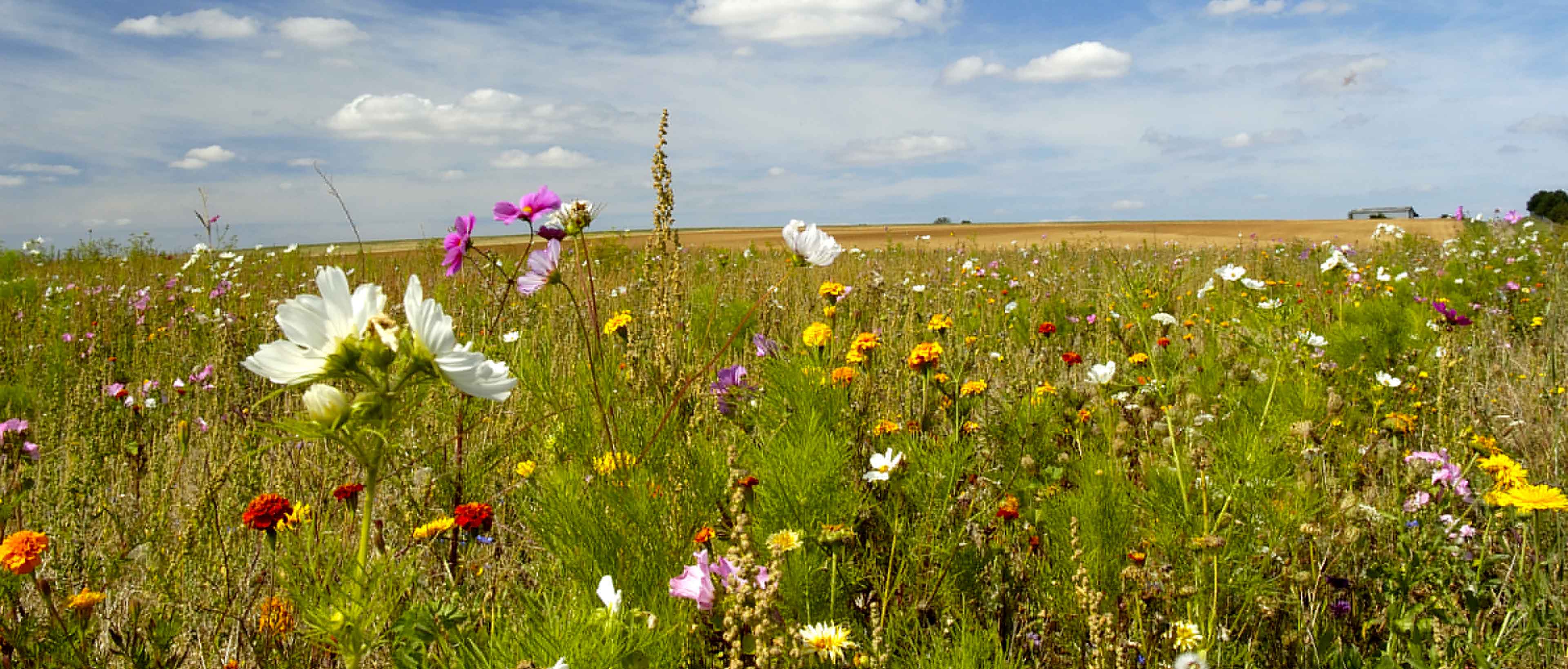 Photo de prairie