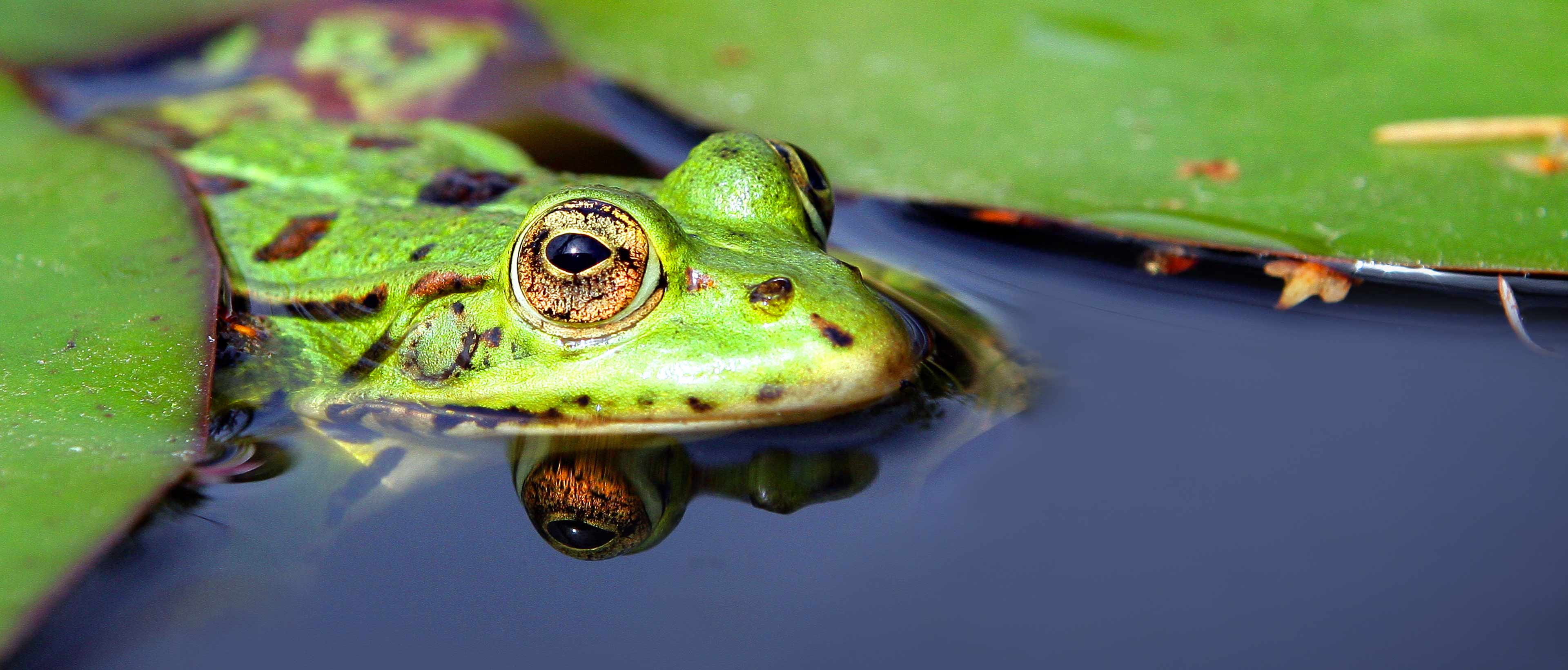 Photo de grenouille