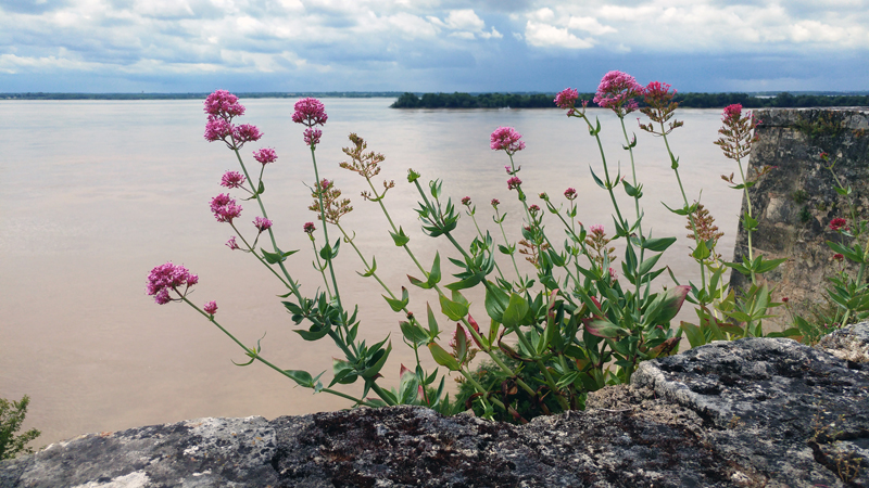 Estuaire