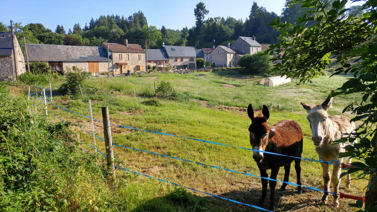 Faune locale