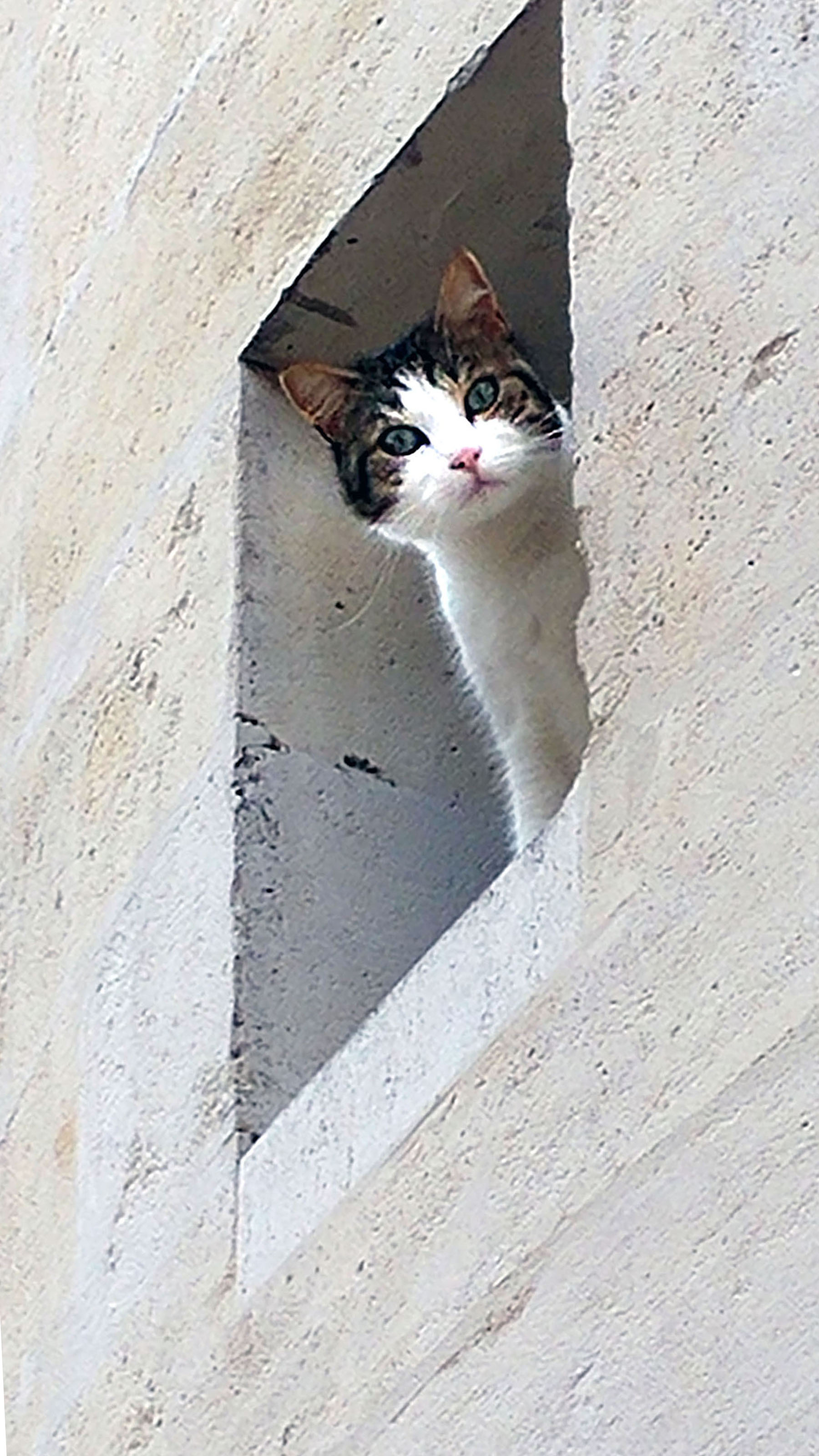 Un chat curieux se niche dans une fenêtre du vieux Cognac, en Charente