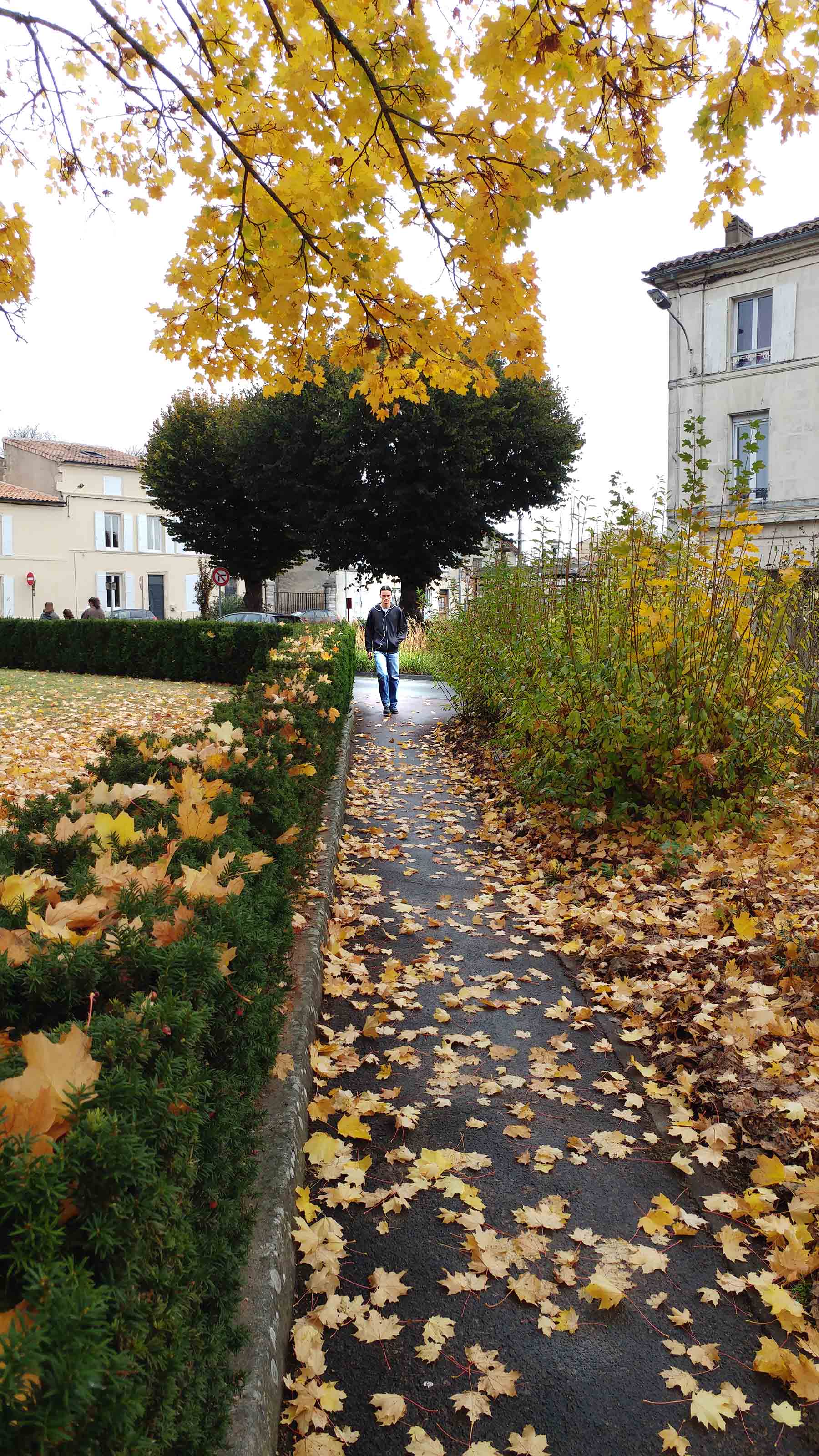Un parc à l'automne avec des feuilles d'arbres qui tombent, à Cognac