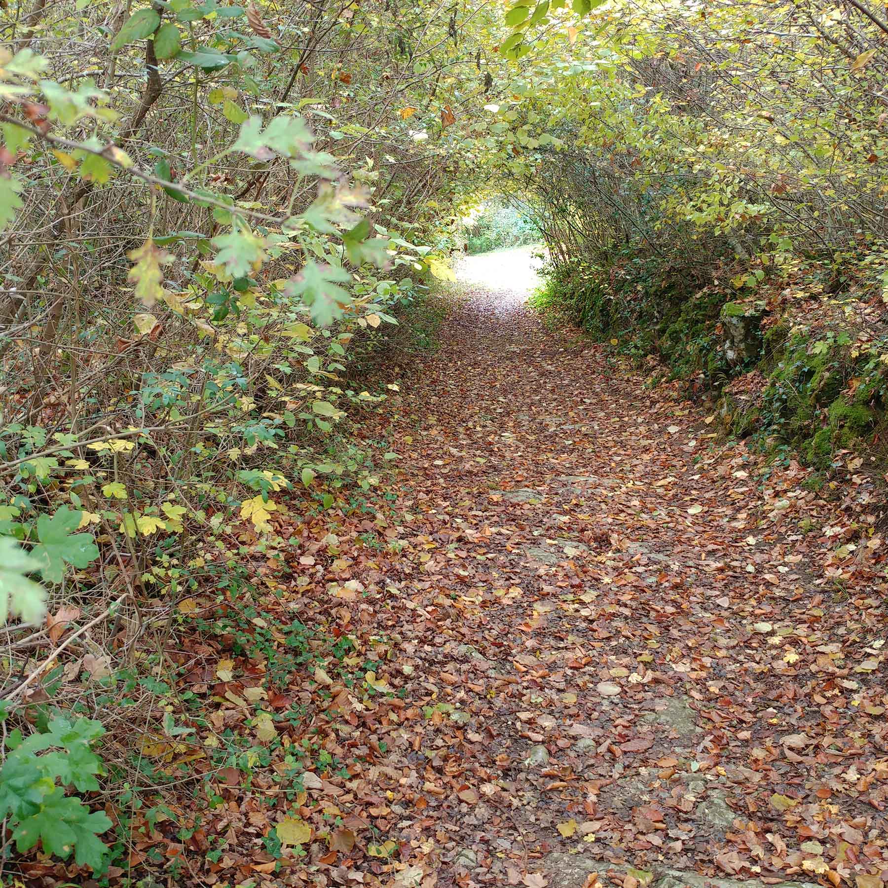 Une chemin recouvert par le feuillage des arbres forme une trouée verte vers la Charente, à Cognac