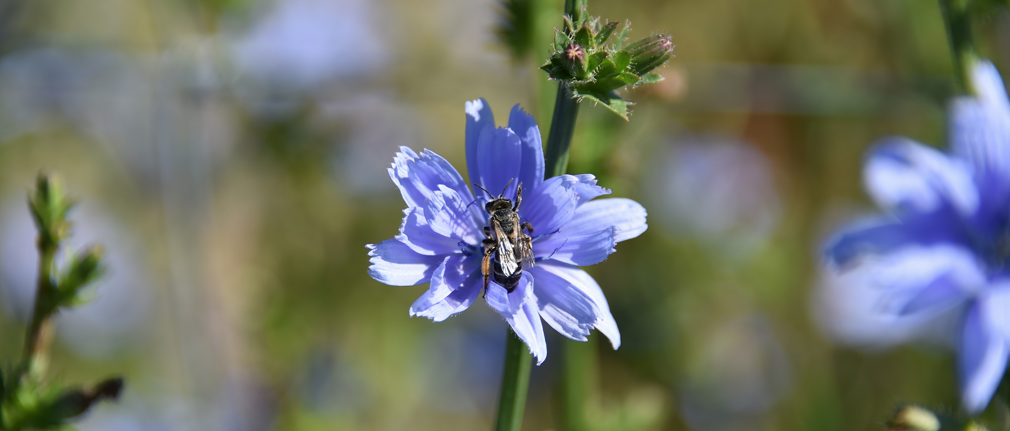 Un insecte pollinisateur sur une fleur de chicorée à Lusignan, dans la Vienne