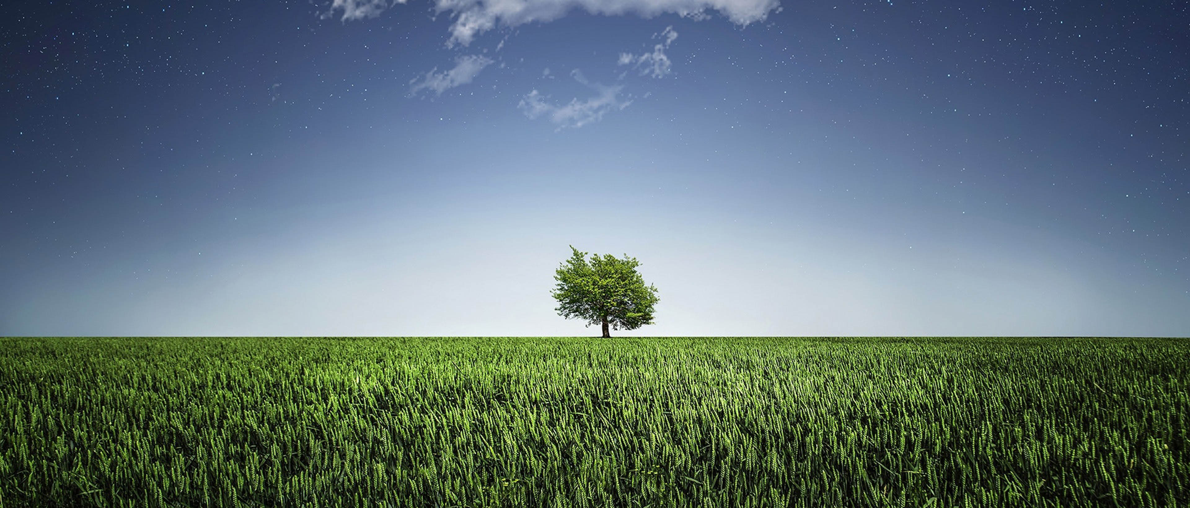 arbre