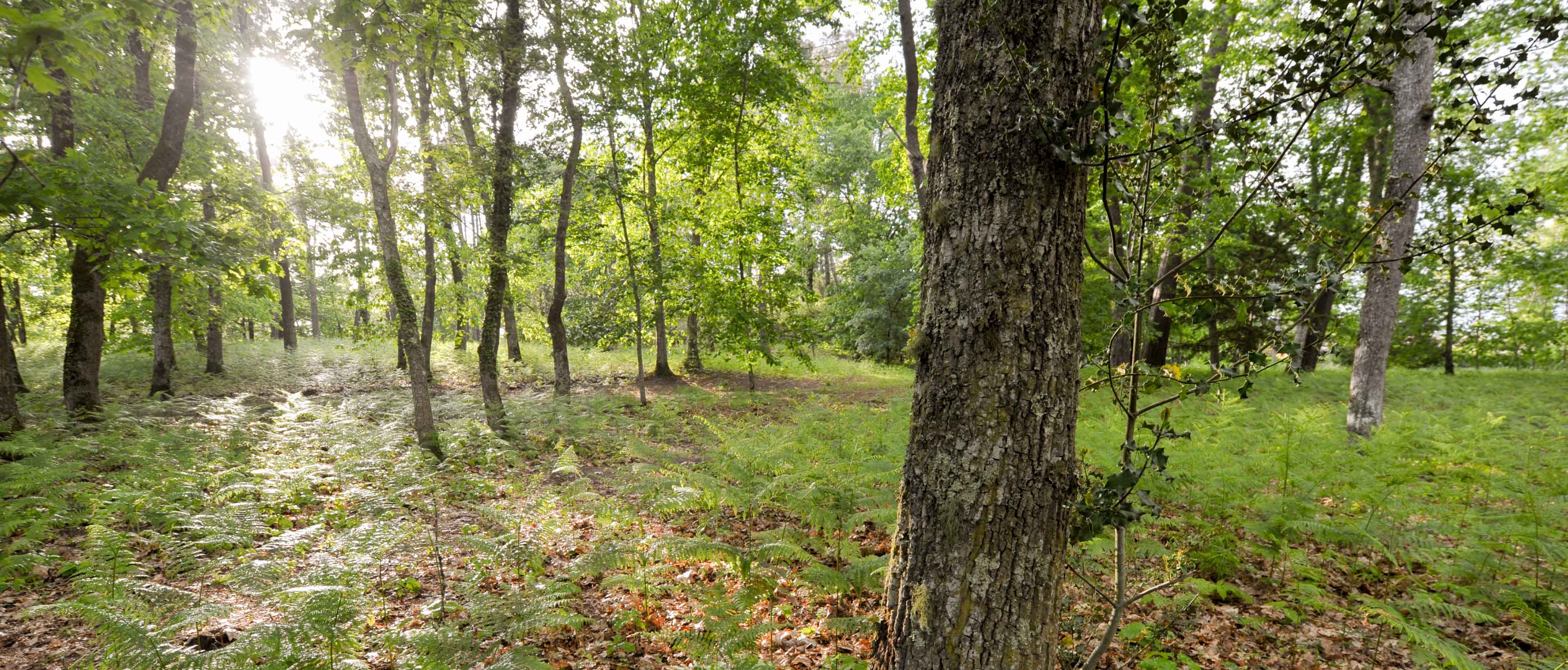 Forêt, tronc d'arbre au premier plan et halo de lumière dans la perspective