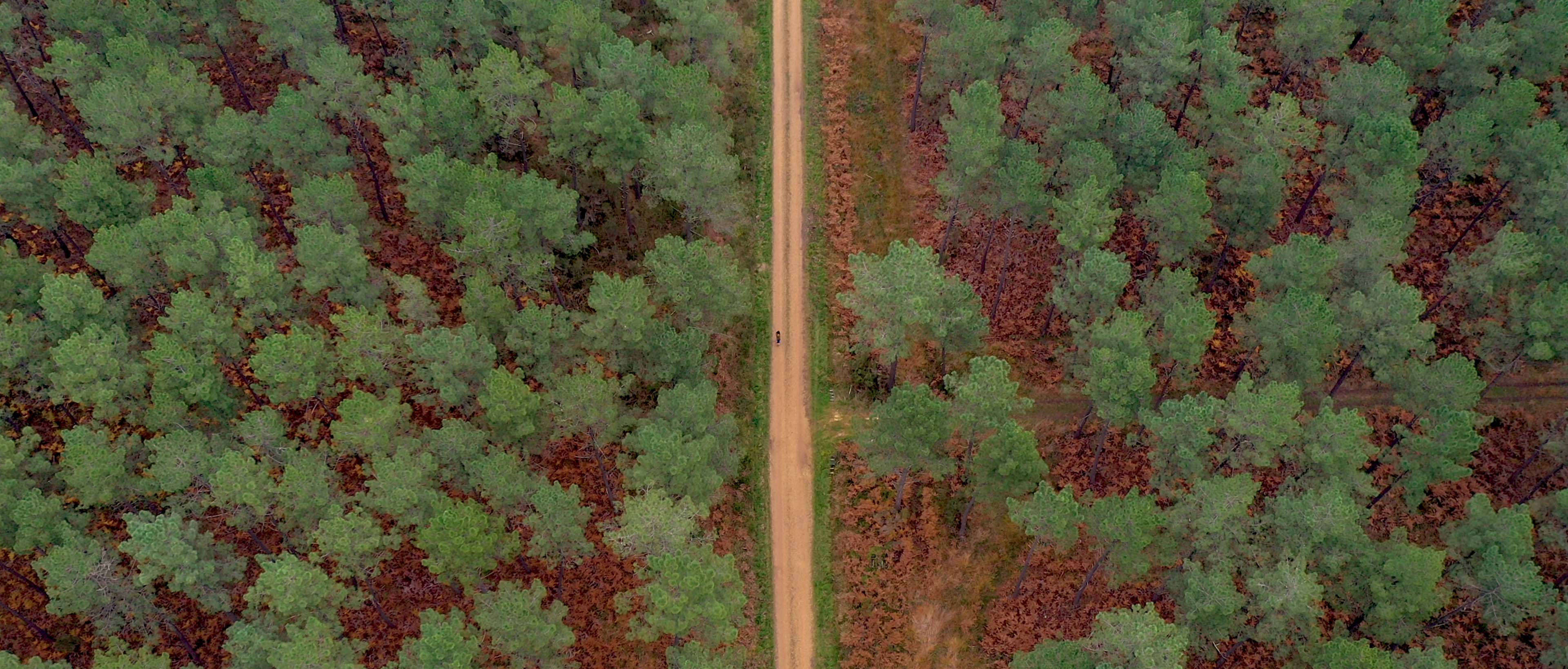 forêt et route au milieu