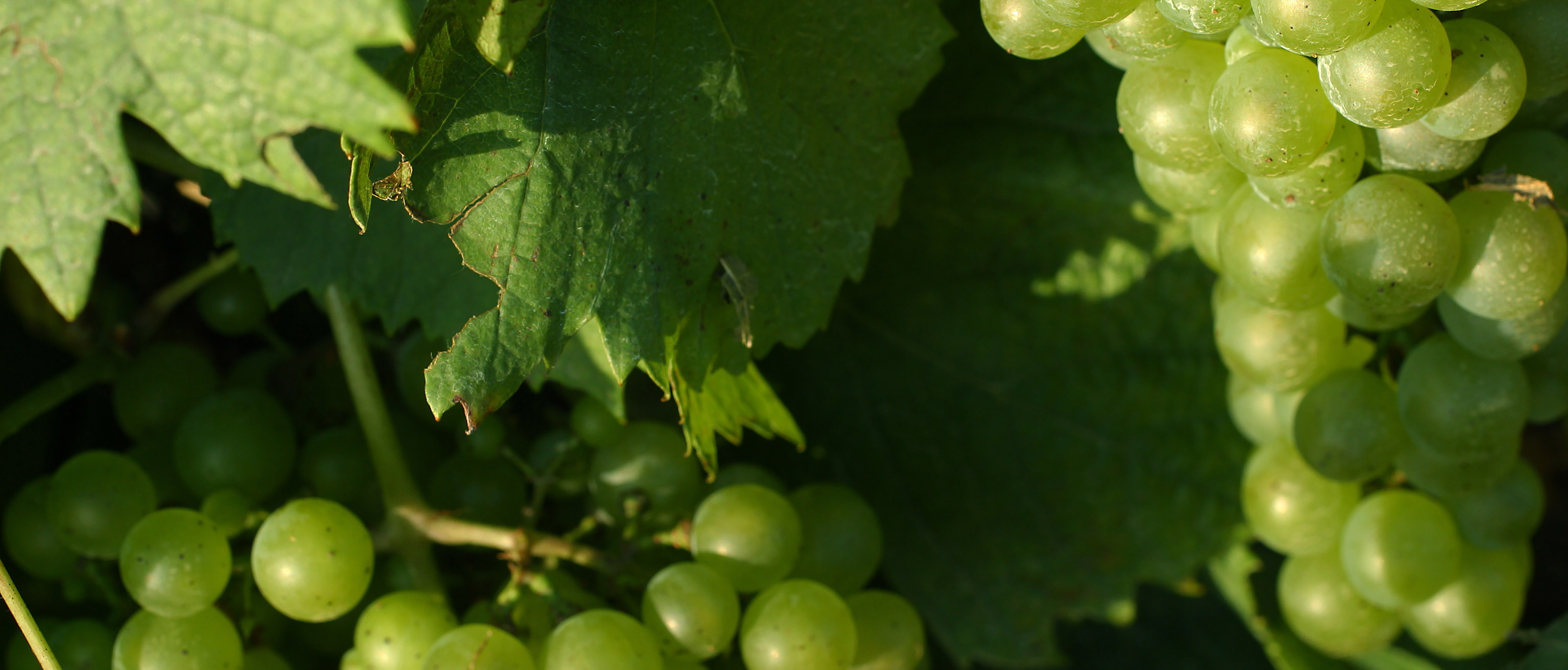 Grappe de raisin