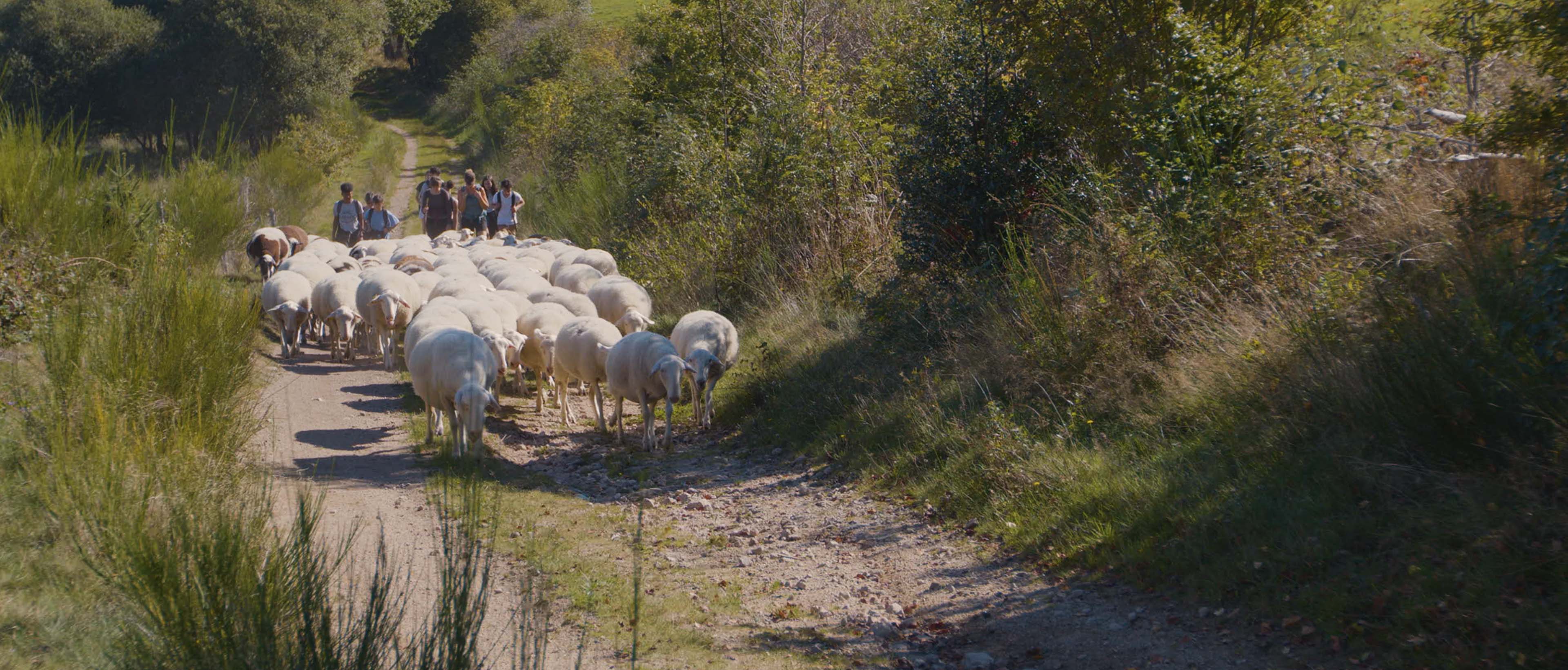 La transhumance avec Lise et Fabrice, bergers en Corrèze