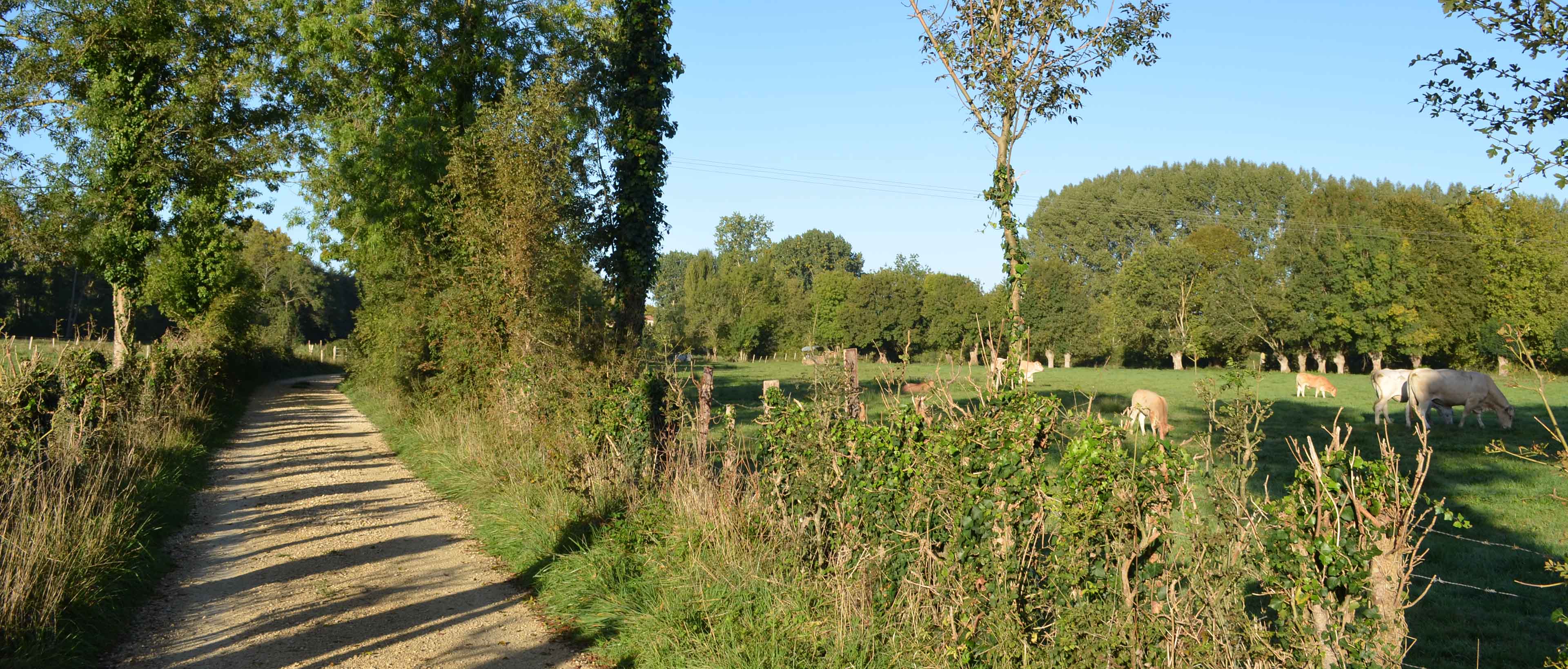 Marais de la Plante