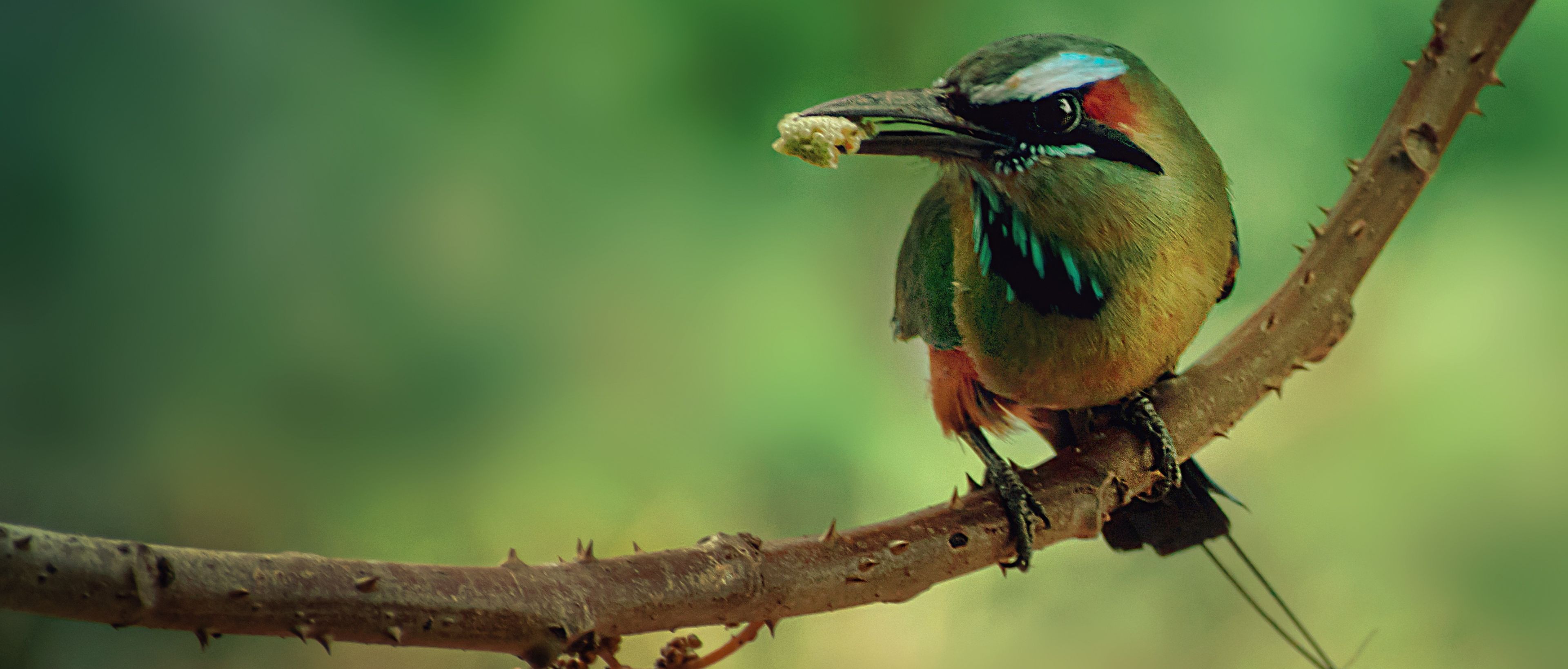 Un oiseau vert, rouge et bleu sur une branche en gros plan