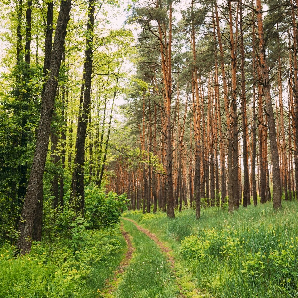Un sentier en forêt
