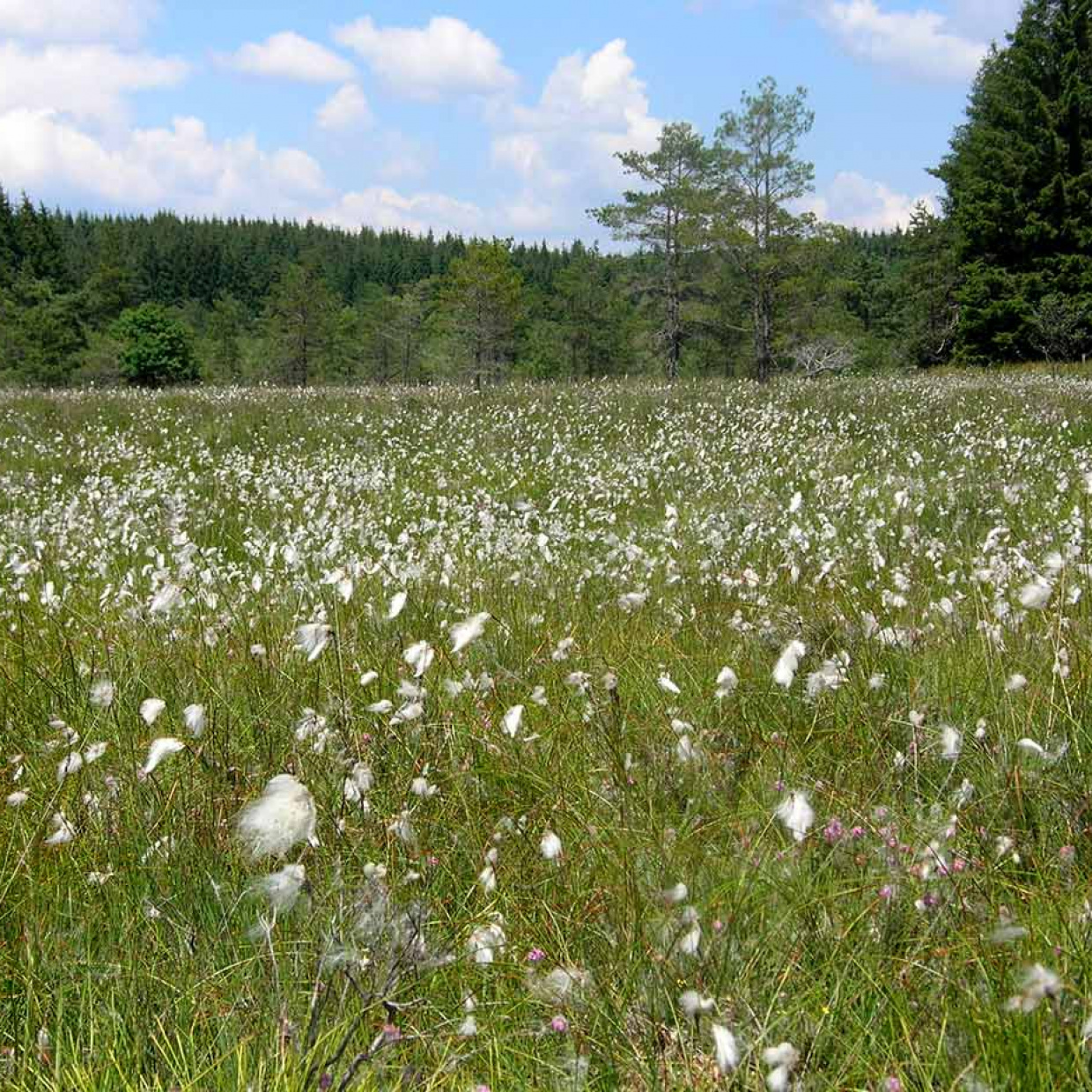 Photo de la tourbière de la Ferrière