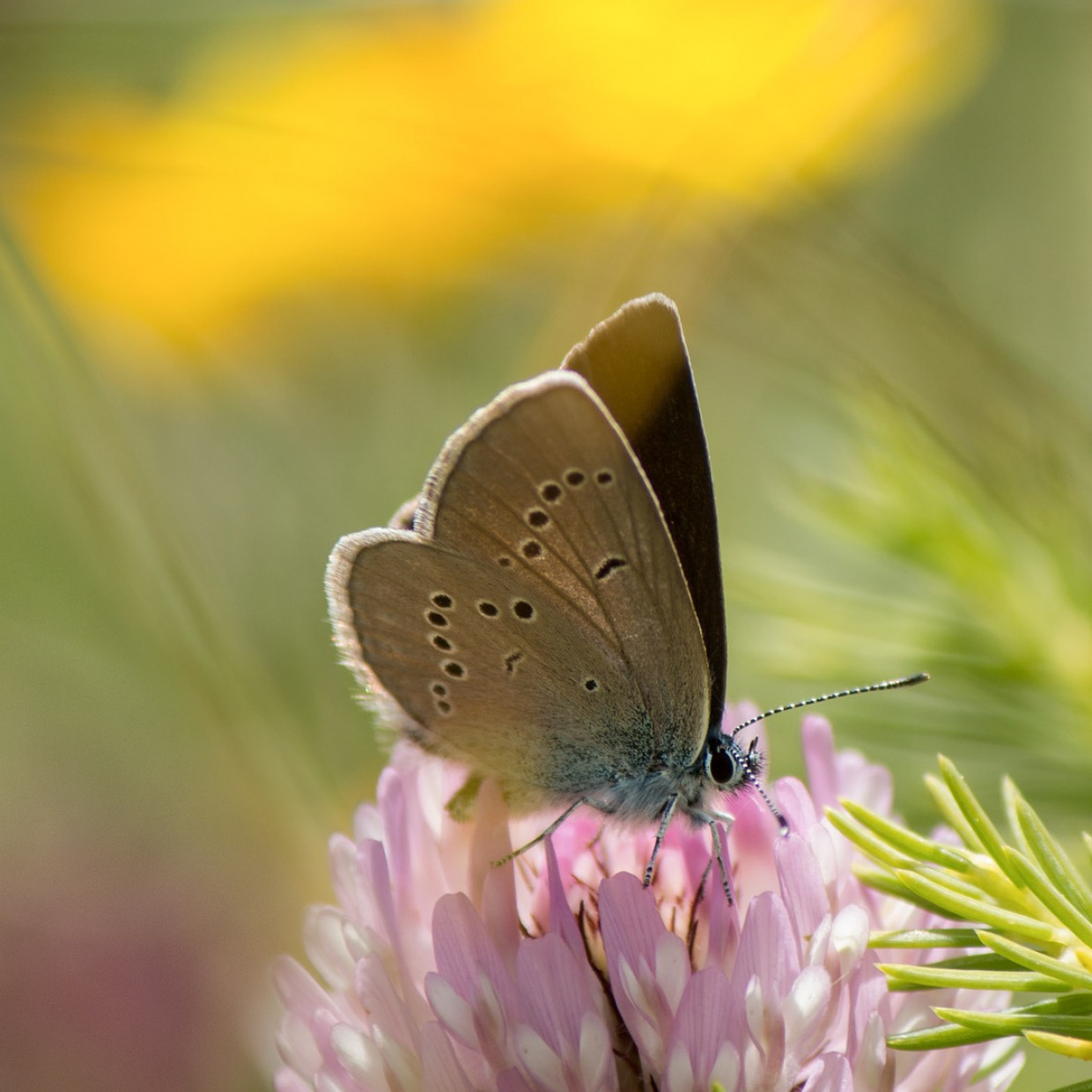 Papillon sur une fleur