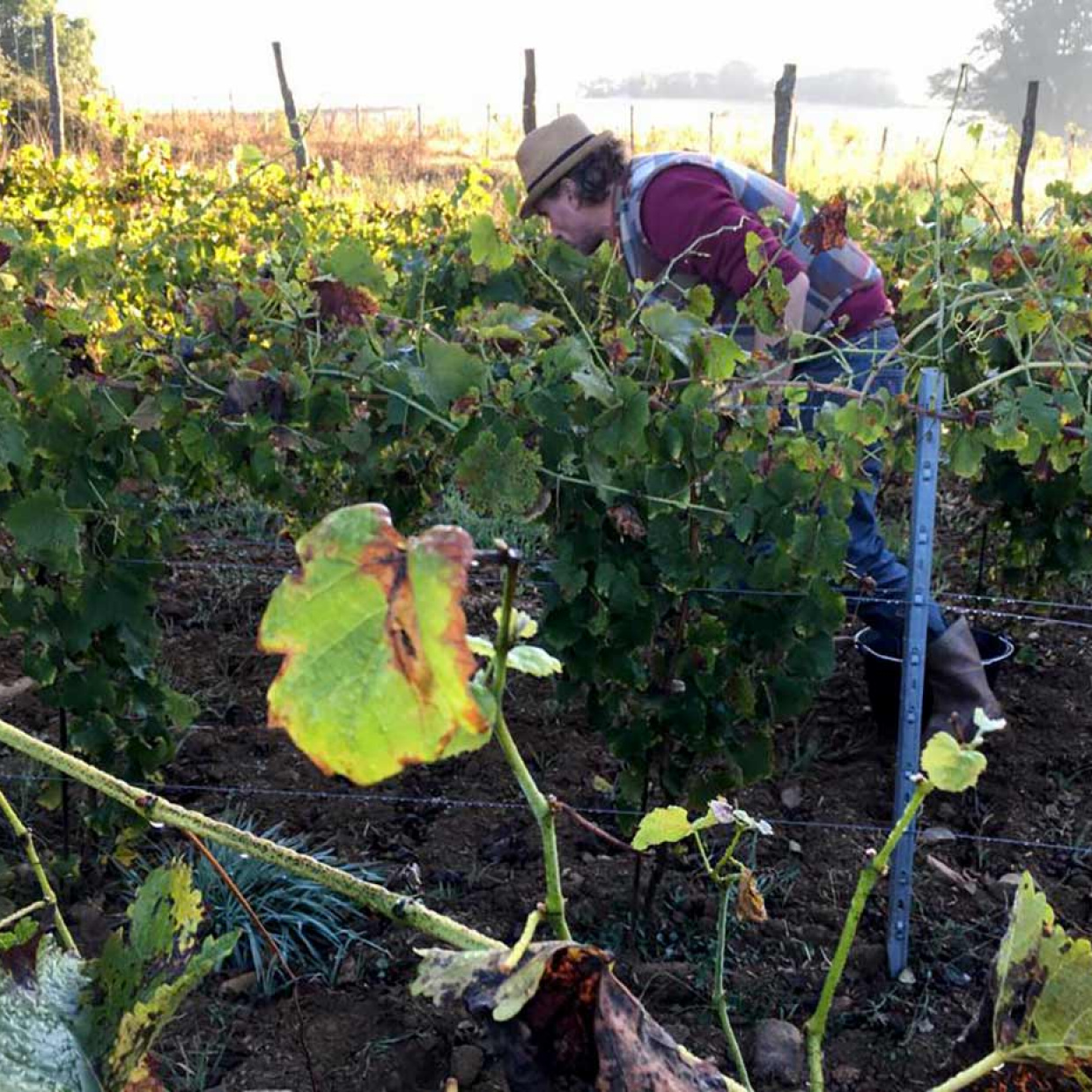 Photo de Paysages nourriciers