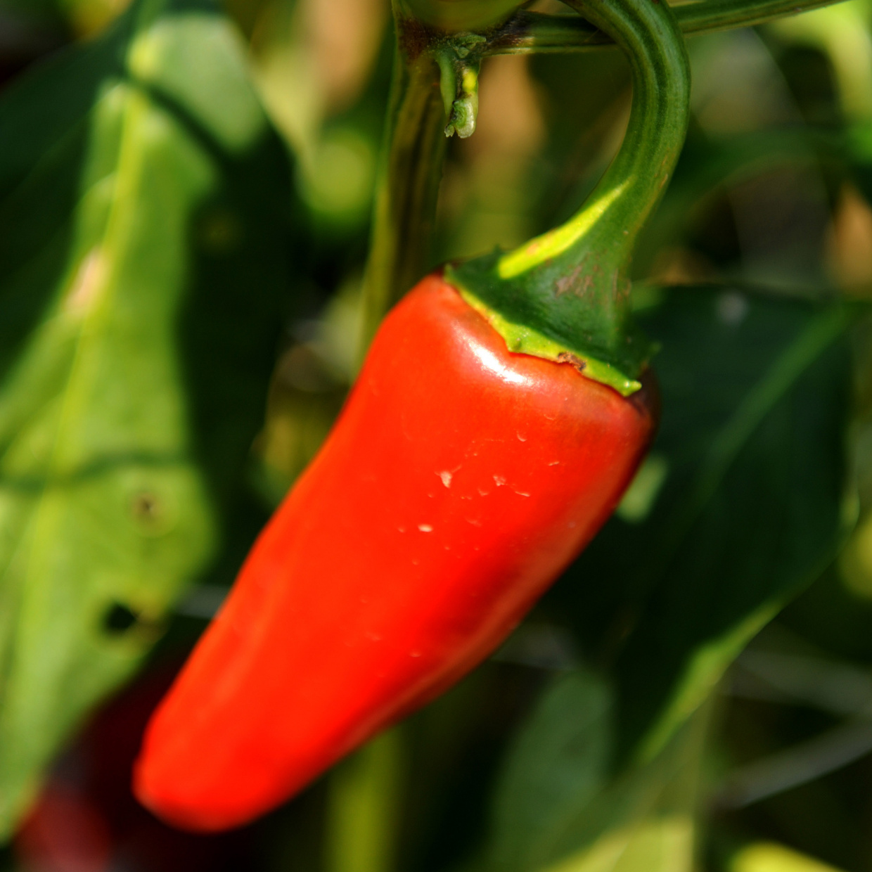 Piment d'Espelette rouge, sur son pied de pousse
