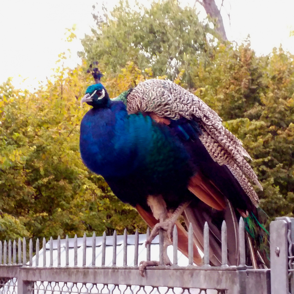 Un paon perché sur une grille dans un jardin public à Cognac
