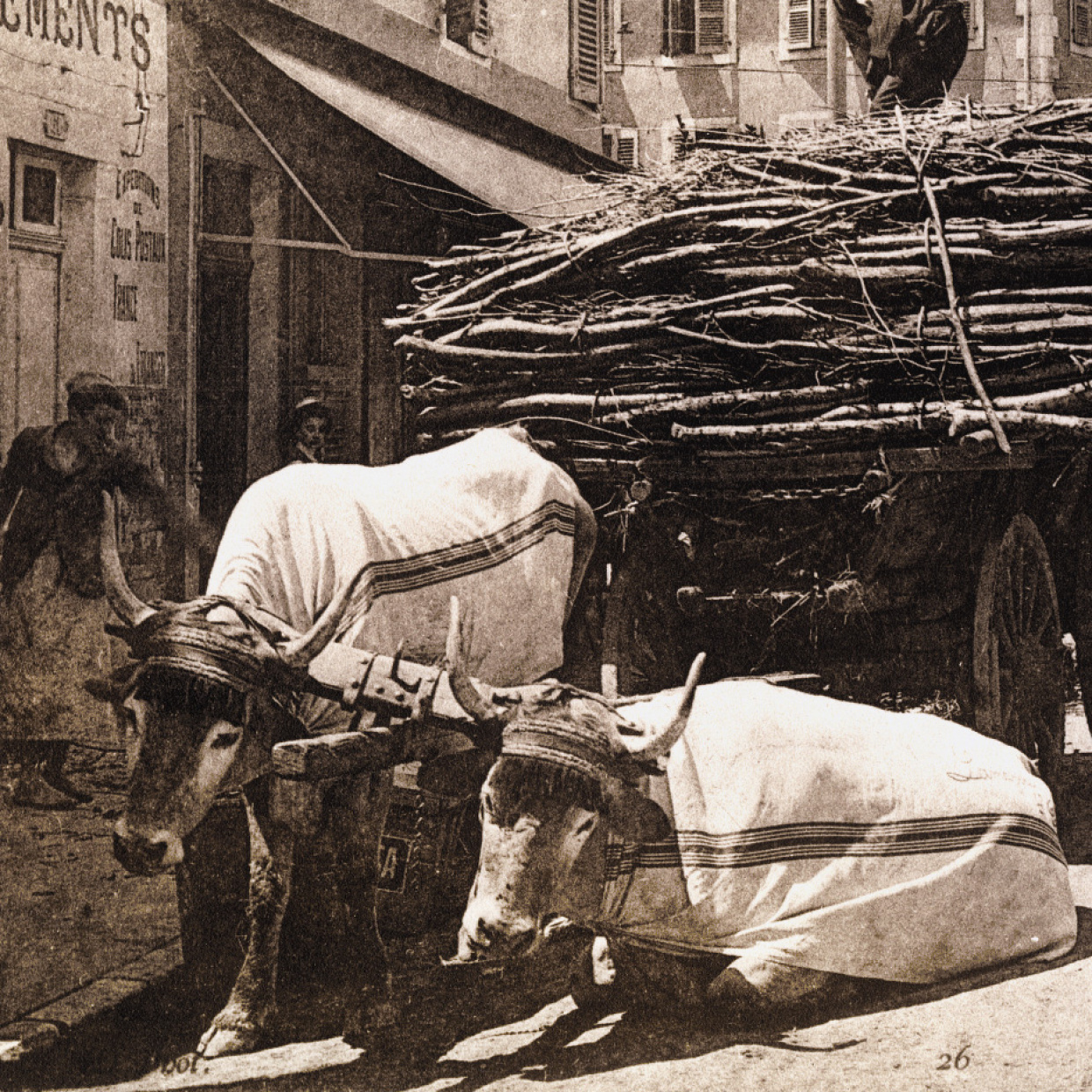 Ancienne photo de saïal basque, la mante qui recouvrait les animaux de trait