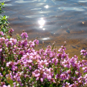 Au royaume de l’eau