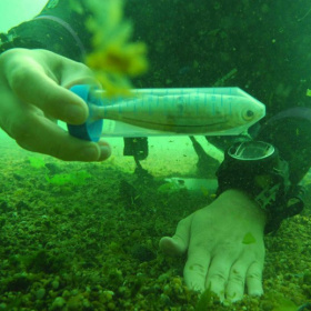 Un poisson capturé pour l'étude Aqui-Litt