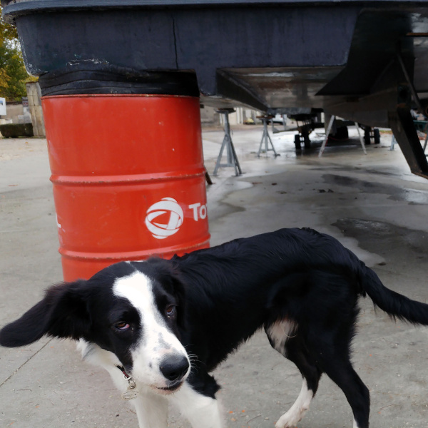 Un chien noir et blanc se promène sur le port de Cognac