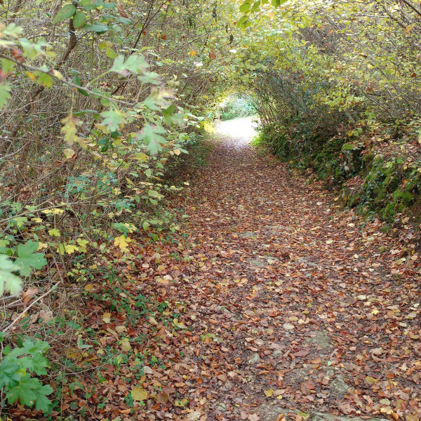 Une chemin recouvert par le feuillage des arbres forme une trouée verte vers la Charente, à Cognac