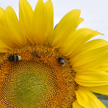 Un plan régional pour préserver les pollinisateurs