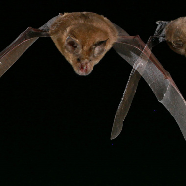Sauver les chauves-souris