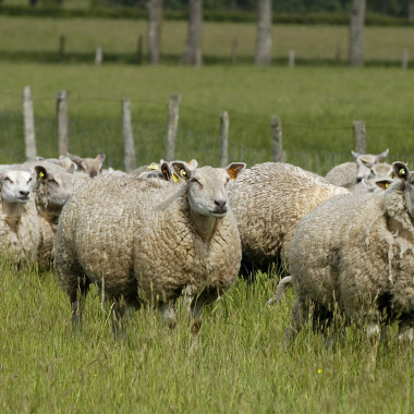 Comme un mouton en Nouvelle-Aquitaine
