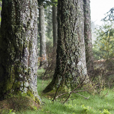 Un réseau de forêts pilotes face aux menaces climatiques