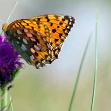 S'engager pour la protection et conservation des espèces