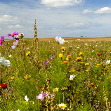 Les Conservatoires d’Espaces Naturels : connaître, protéger, gérer, valoriser et animer