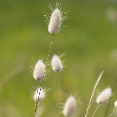 Les Réserves Naturelles Régionales, des espaces naturels remarquables