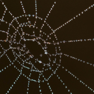 L'écosystème web régional